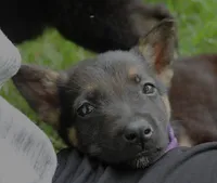 Bow, a female German Shepherd Dog for sale in Massillon, OH – 2 of 6
