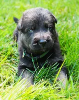 Diesel , a male German Shepherd Dog for sale in Massillon, OH – 6 of 9