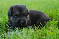 Aspen , a female German Shepherd Dog for sale in Massillon, OH – 6 of 8