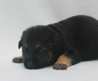 Dodge , a male German Shepherd Dog for sale in Massillon, OH – 4 of 7