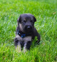 Aspen , a female German Shepherd Dog for sale in Massillon, OH – 4 of 8