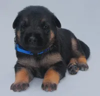 Aspen , a female German Shepherd Dog for sale in Massillon, OH – 2 of 8