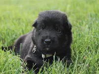 Honey, a female German Shepherd Dog for sale in Massillon, OH – 5 of 7