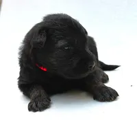 Sunny , a female German Shepherd Dog for sale in Massillon, OH – 4 of 8