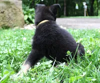 Turbo, a male German Shepherd Dog for sale in Massillon, OH – 5 of 6