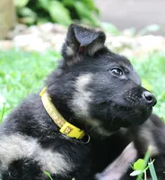 Turbo, a male German Shepherd Dog for sale in Massillon, OH – 2 of 6