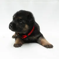 Foxy , a female German Shepherd Dog for sale in Massillon, OH – 6 of 10