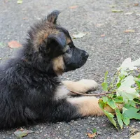Chevy , a male German Shepherd Dog for sale in Massillon, OH – 4 of 9