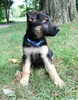 Aspen, a female German Shepherd Dog for sale in Massillon, OH – 9 of 10