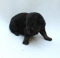 Turbo , a male German Shepherd Dog for sale in Massillon, OH – 2 of 7
