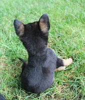 Bow, a female German Shepherd Dog for sale in Massillon, OH – 4 of 6