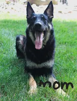 Dodge , a male German Shepherd Dog for sale in Massillon, OH – 7 of 7