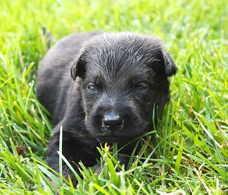 Turbo  – German Shepherd Dog puppy for sale in Massillon, OH