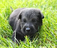 Turbo , a male German Shepherd Dog for sale in Massillon, OH – 1 of 7