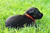 Chevy , a male German Shepherd Dog for sale in Massillon, OH – 6 of 7