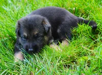 Aspen , a female German Shepherd Dog for sale in Massillon, OH – 5 of 8