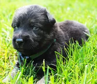 Diesel , a male German Shepherd Dog for sale in Massillon, OH – 8 of 9