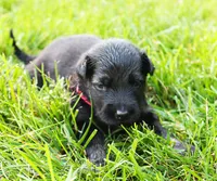 Sunny , a female German Shepherd Dog for sale in Massillon, OH – 6 of 8