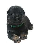 Diesel , a male German Shepherd Dog for sale in Massillon, OH – 7 of 9