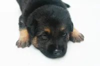 Dodge , a male German Shepherd Dog for sale in Massillon, OH – 5 of 7
