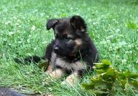 Chevy , a male German Shepherd Dog for sale in Massillon, OH – 3 of 9