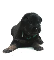 Diesel , a male German Shepherd Dog for sale in Massillon, OH – 4 of 9