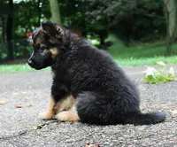 Chevy , a male German Shepherd Dog for sale in Massillon, OH – 7 of 9