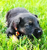 Chevy , a male German Shepherd Dog for sale in Massillon, OH – 5 of 7