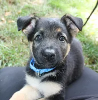 Aspen, a female German Shepherd Dog for sale in Massillon, OH – 7 of 10