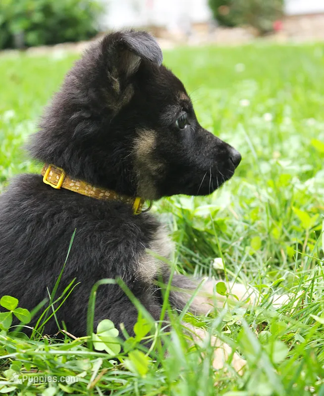 Turbo – German Shepherd Dog puppy for sale in Massillon, OH