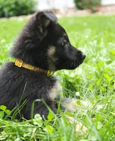Turbo, a male German Shepherd Dog for sale in Massillon, OH – 1 of 6