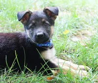 Aspen, a female German Shepherd Dog for sale in Massillon, OH – 6 of 10