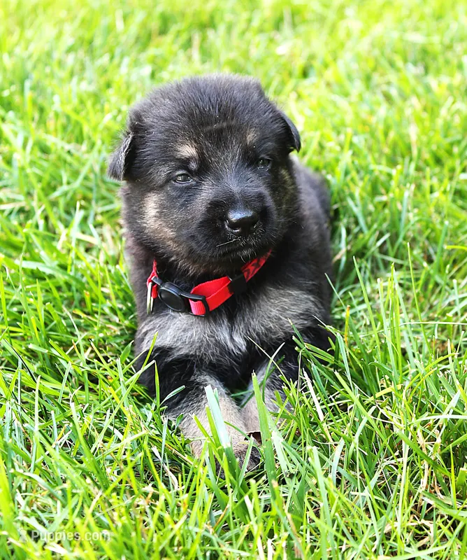 Foxy  – German Shepherd Dog puppy for sale in Massillon, OH