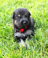 Foxy , a female German Shepherd Dog for sale in Massillon, OH – 1 of 10
