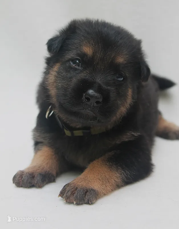 Dodge  – German Shepherd Dog puppy for sale in Massillon, OH