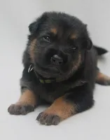 Dodge , a male German Shepherd Dog for sale in Massillon, OH – 1 of 7