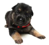 Foxy , a female German Shepherd Dog for sale in Massillon, OH – 7 of 10