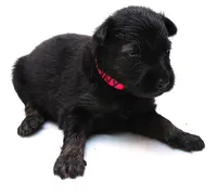 Sunny , a female German Shepherd Dog for sale in Massillon, OH – 3 of 8