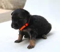 Chevy , a male German Shepherd Dog for sale in Massillon, OH – 2 of 7