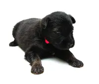 Sunny , a female German Shepherd Dog for sale in Massillon, OH – 2 of 8