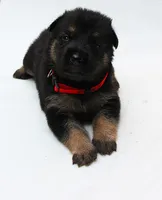 Foxy , a female German Shepherd Dog for sale in Massillon, OH – 4 of 10