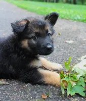 Chevy , a male German Shepherd Dog for sale in Massillon, OH – 8 of 9