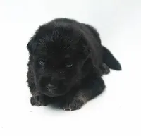 Diesel , a male German Shepherd Dog for sale in Massillon, OH – 2 of 9