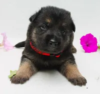 Foxy , a female German Shepherd Dog for sale in Massillon, OH – 8 of 10