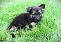 Chevy , a male German Shepherd Dog for sale in Massillon, OH – 5 of 9