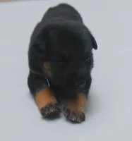 Aspen , a female German Shepherd Dog for sale in Massillon, OH – 3 of 8