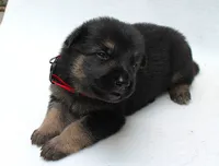 Foxy , a female German Shepherd Dog for sale in Massillon, OH – 5 of 10