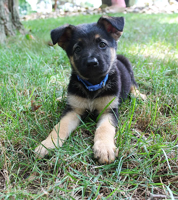 Aspen – German Shepherd Dog puppy for sale in Massillon, OH