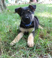 Aspen, a female German Shepherd Dog for sale in Massillon, OH – 1 of 10