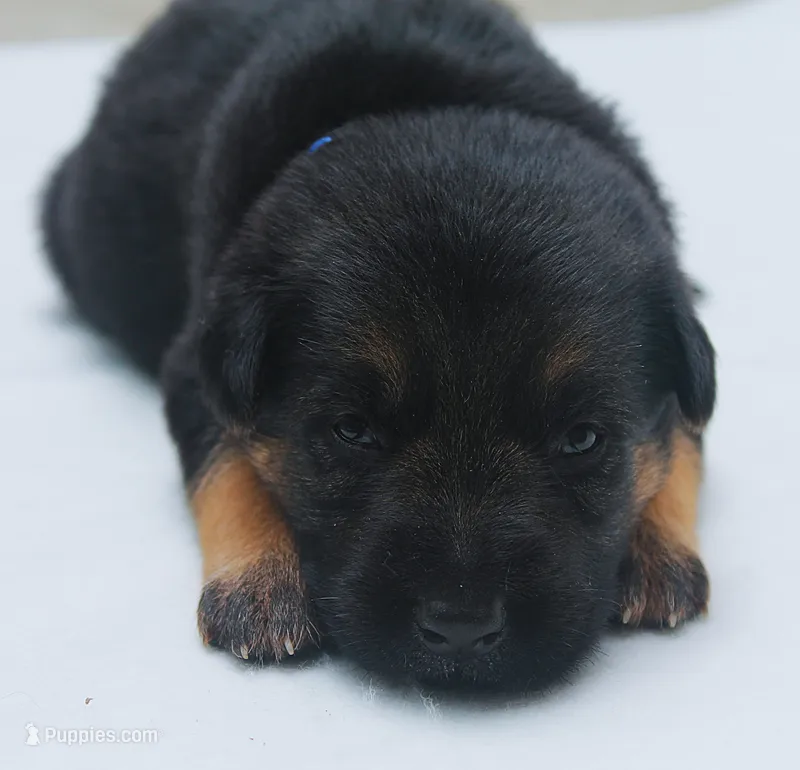 Aspen  – German Shepherd Dog puppy for sale in Massillon, OH